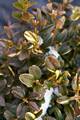 Buxus sempervirens Marginata IMG_8821 Bukszpan wieczniezielony